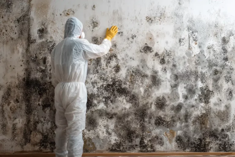 mold remediation people